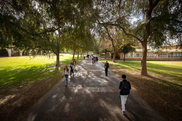 trees and walkway